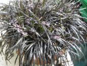 silvery Black Dragon, Lily-turf, Snake's beard Herbaceous Plant
