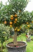 снимка Интериорни растения Сладък Портокал дървета, Citrus sinensis зелен