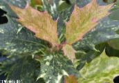 fotografie Plante de interior Măsline Ceai arbust, Osmanthus pestriț
