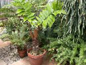 照片 室内植物 佛罗里达葛粉 树, Zamia 绿