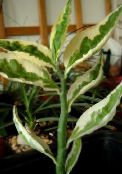 foto Sobne biljke Jacobs Ljestve, Đavoli Okosnica grmovi, Pedilanthus lakrdijašica