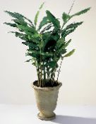 verde Cardamomum, Elettaria Cardamomum Planta Erbacee