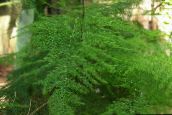 foto Plantas de interior Asparagus verde
