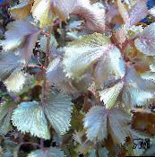 zdjęcie Pokojowe Rośliny Pokrzywiec Wilkes krzaki, Acalypha wilkesiana jak wino