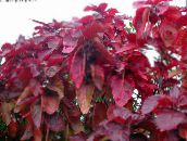 fotoğraf Kapalı bitkiler Yangın Ejderha Akalipa, Hoja De Cobre, Bakır Yaprak çalı, Acalypha wilkesiana kırmızı