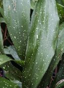фото Домашние растения Аспидистра, Aspidistra пестрый