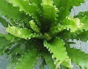 foto Kamerplanten Spleenwort, Asplenium groen