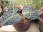 foto Sobne biljke Geogenanthus, Seersucker Biljka lakrdijašica