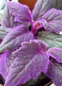 фото Домашние растения Гинура, Gynura aurantiaca фиолетовый