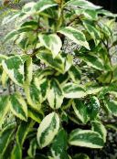 photo des plantes en pot Kadsura une liane bigarré