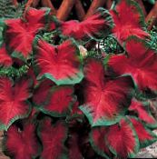 photo Indoor plants Caladium red