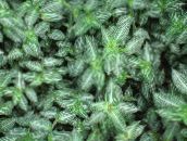 nuotrauka Vidinis augalai Callisia, Bolivijos Judėjas margas