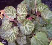 foto Plantas de interior Pedlar's Basket, Rowing Sailor, Strawberry Geranium, Saxifraga stolonifera variegado