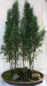 foto Krukväxter Cypress träd, Cupressus grön