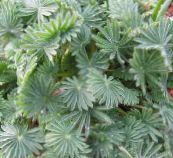 foto Krukväxter Oxalis gyllene