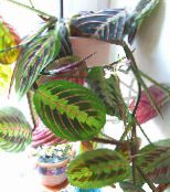 nuotrauka Vidinis augalai Malda Augalų, Maranta margas