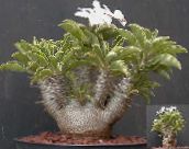 фото Домашні рослини Пахіподіум, Pachypodium зелений