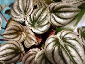 photo  Radiator Plant, Watermelon Begonias, Baby Rubber Plant, Peperomia silvery