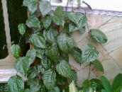 暗緑色 セレベスペッパー、壮大コショウ つる植物