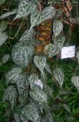 ფოტო შიდა მცენარეები Celebes წიწაკა, ბრწყინვალე წიწაკა ლიანა, Piper crocatum ჭრელი