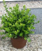 fotoğraf Kapalı bitkiler Şimşir Tahtası çalı, Buxus yeşil