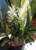 снимка Интериорни растения Sansevieria на петна