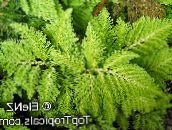 svetlo-zelena Vrsta Selaginella Travnate