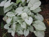 nuotrauka Vidinis augalai Syngonium liana sidabrinis