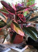 fotografie Pokojové rostliny Triostar, Nikdy Nikdy Rostlina, Stromanthe sanguinea kropenatý