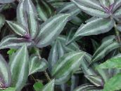 照片 室内植物 紫露草，, Tradescantia 杂色