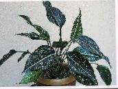 foto Sobne biljke Aglaonemu, Srebrna Zimzelena, Aglaonema lakrdijašica