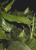 foto Sobne biljke Aglaonemu, Srebrna Zimzelena, Aglaonema zelena