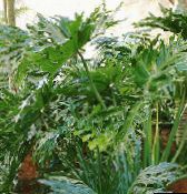 fénykép Szobanövények Filodendron, Philodendron zöld