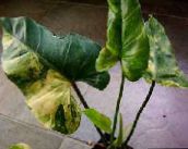 foto Sobne biljke Philodendron Liana lijana, Philodendron  liana lakrdijašica