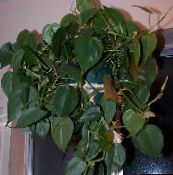 フォト 屋内植物 フィロデンドロンの蔓 つる植物, Philodendron  liana 緑色