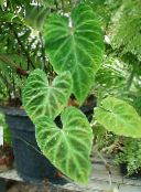 fotografie Pokojové rostliny Filodendron Liána, Philodendron  liana zelená
