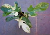 фото Домашние растения Филодендрон лиана лианы, Philodendron  liana пестрый