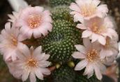 Korona Kaktusz