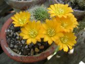 foto Indendørs planter Krone Kaktus, Rebutia gul