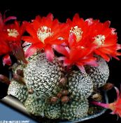 фото Домашние растения Ребуция кактус пустынный, Rebutia красный