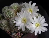 fotografija Sobne Rastline Krona Kaktus, Rebutia bela