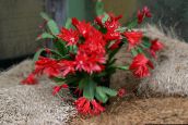 фотографија Затворени погони Ускрс Кактус шумски кактус, Rhipsalidopsis црвено