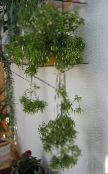 ფოტო შიდა მცენარეები Rhipsalis ხის კაქტუსი თეთრი
