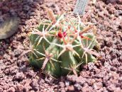 foto Sobne biljke Ferocactus pustinjski kaktus crvena