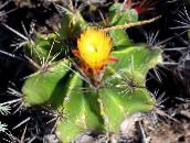 foto Krukväxter Ferocactus ödslig kaktus gul