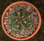 fotografie Vnútorné Rastliny Ferocactus pustý kaktus žltá