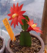 снимка Интериорни растения Пияници Мечтаят лесен кактус, Hatiora червен