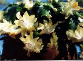 foto Krukväxter Jul Kaktus skogskaktus, Schlumbergera gul