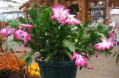 снимка Интериорни растения Коледен Кактус лесен кактус, Schlumbergera розов