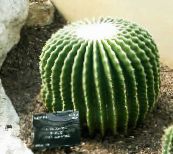 fotografie Plante de interior Vulturi Cu Gheare desert cactus, Echinocactus alb